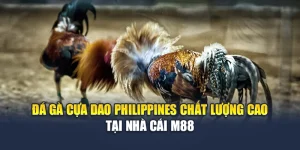 Đá Gà Cựa Dao Philippines Chất Lượng Cao Tại Nhà Cái M88