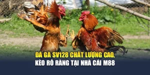 Đá Gà Sv128 Chất Lượng Cao, Kèo Rõ Ràng Tại Nhà Cái M88