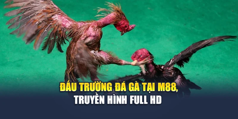 Đấu trường đá gà tại M88, truyền hình Full HD 