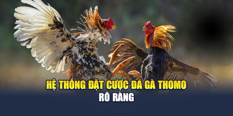 Đá Gà Thomo Trực Tiếp Sắc Nét, Cược Rõ Ràng Tại M88 2 Hệ thống đặt cược đá gà Thomo rõ ràng