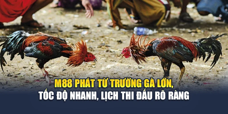 Đá Gà Trực Tiếp Sắc Nét, Tỷ Lệ Minh Bạch Mới Nhất Tại M88 1 M88 phát từ trường gà lớn, tốc độ nhanh, lịch thi đấu rõ ràng
