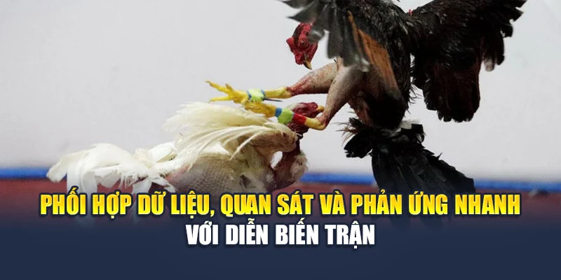 Đá Gà Cựa Dao Thái Lan Truyền Hình Sắc Nét Tại M88 3 Phối hợp dữ liệu, quan sát và phản ứng nhanh với diễn biến trận