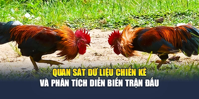 Đá Gà Thomo Trực Tiếp Sắc Nét, Cược Rõ Ràng Tại M88 3 Quan sát dữ liệu chiến kê và phân tích diễn biến trận đấu